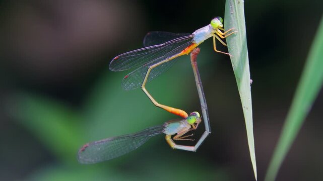 Two damselflies forming a heart shape while mating in the wheel posture, delicately perched with their slender bodies curved together. 