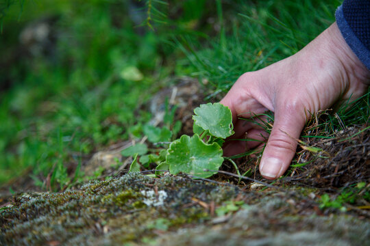 A woman's hands collecting a plant, navelwort or Umbilicus rupestris, among the moss of a shady area where this succulent species lives.