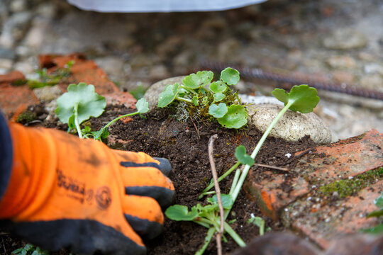 A woman's hands collecting a plant, navelwort or Umbilicus rupestris, among the moss of a shady area where this succulent species lives.