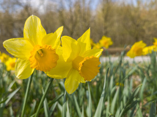 Obraz premium Diepenbeek, Belgium. Yellow daffodil flowers blooming in spring sunlight with blurred natural background.