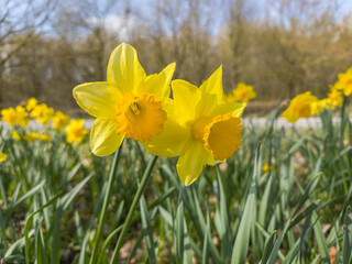 Obraz premium Diepenbeek, Belgium. Close up of blooming yellow daffodils in spring with soft natural background.