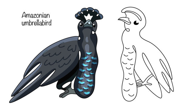 Amazonian umbrellabird