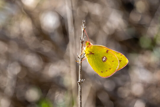 Pieridae / Sarı Azamet / Clouded Yellow / Colias crocea