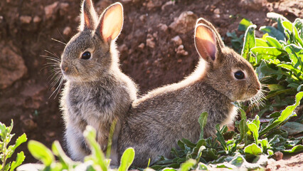 two little rabbits near their hole, close 427