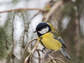 Cute bird Great tit, songbird sitting on the fir branch
