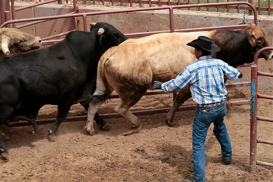 Cowboy guiding cattle in a pen