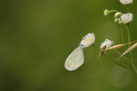 una farfalla bianca su un fiore