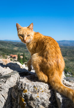 Orange cat sitting on the fortification wall looking at the camera in Mystras medieval town, Peloponnese, Greece