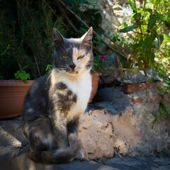 Fototapeta premium Cute half black and half orange cat looking in the camera at Mystras archeological site in Laconia, Greece