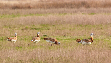 Obraz premium great bustards walking on grassland, searching for food 575