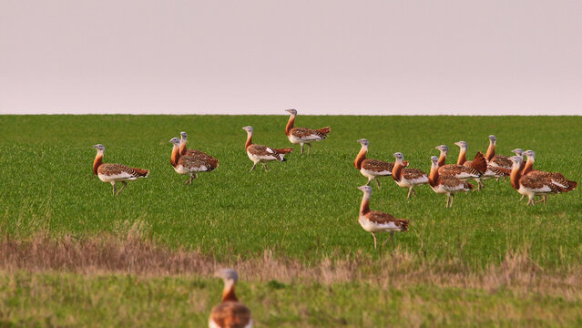 group of great bustard walking on grassland, searching for food 585