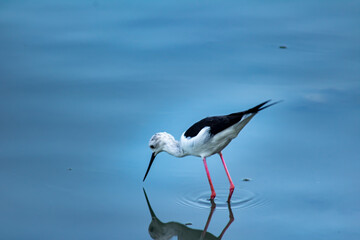 Fototapeta premium Black and white shorebird wading in calm blue water with reflection and gentle ripples, peaceful wildlife scene in natural wetland habitat with soft minimal background.