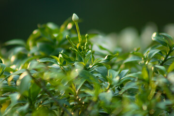 Obraz premium White flower bud growing on green plant leaves in natural garden environment with soft blurred background, macro view of fresh plant growth in tropical nature.