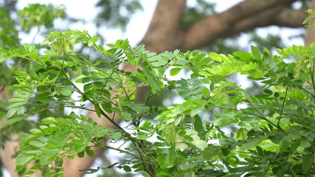 Albizia saman tree leaves close up. Vibrant Green Leafy Branch in Sunlight Nature Background