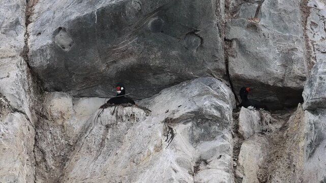Close-up, angle clip showing aquatic birds nesting on a rocky island during the breeding season; the video does not show the sea.