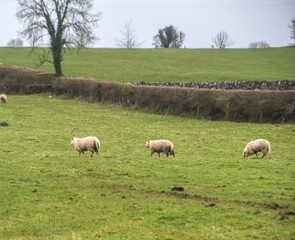 sheep on a farm in rural ireland