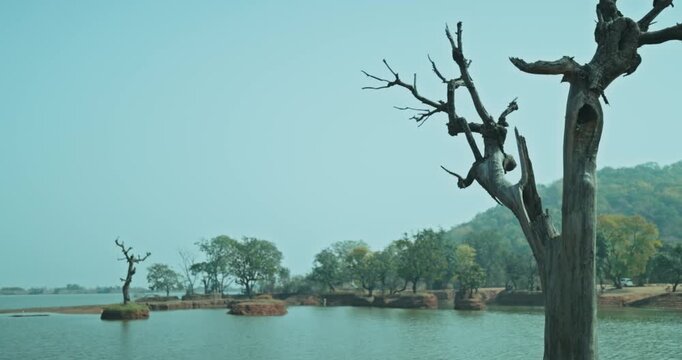 Cinematic view of a fallen tree in a quiet lake, reflecting deep emotions of loneliness, sadness, and an inner state of mind