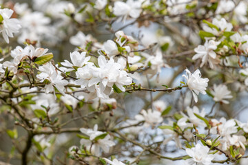 Fototapeta premium Close up of white magnolia flowers in bloom