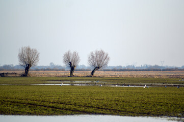 Krajobraz trzy drzewa na polanie ptaki niebo zachodzące słońce. © Monika