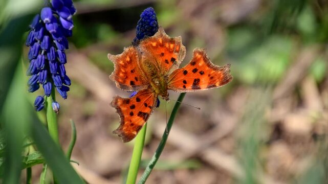Polygonia c-album on a flower. Butterfly drinking the nectar of the flower.