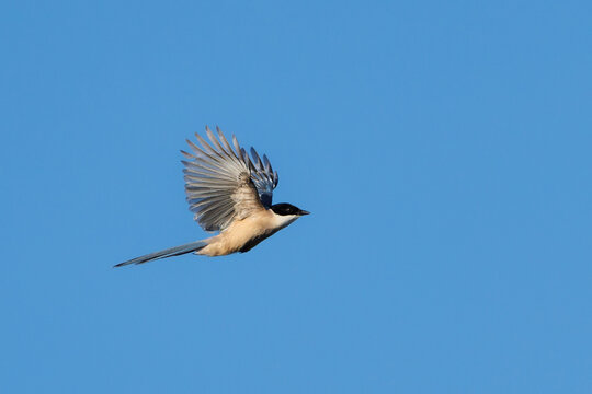 Iberian magpie flying with wings spread against clear blue sky.