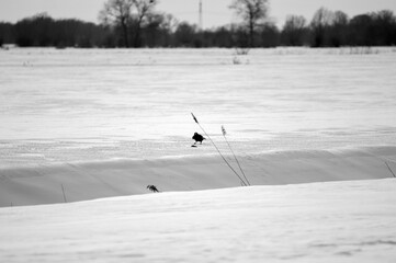 Samotna wrona na śniegu z upolowaną myszką. Kolor czarno-biały. © Monika