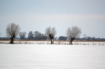 Krajobraz trzy drzewa na polanie ptaki niebo zachodzące słońce. © Monika
