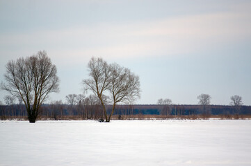 Krajobraz  drzewa na polanie ptaki niebo zachodzące słońce. © Monika