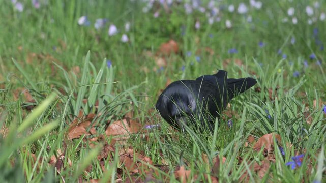 Jackdaw (Corvus monedula) looking for food among spring flowers on a lawn. March, Kent, UK [Slow motion x4]
