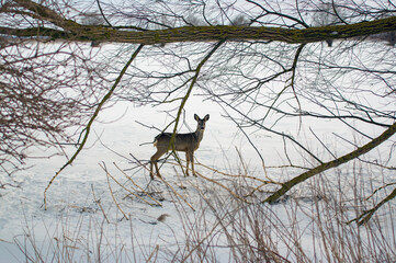 Mała sarna stojąca na śniegu w gęstwinie drzew. © Monika