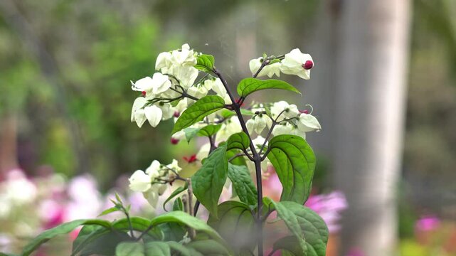 White Bleeding Heart Vine Flowers with Crimson Centers Blooming in Garden. Clerodendrum Thomsoniae Tropical Vine Blossoms. Blooming Ornamental Clerodendrum Thomsoniae Plant in Tropical Outdoor Setting