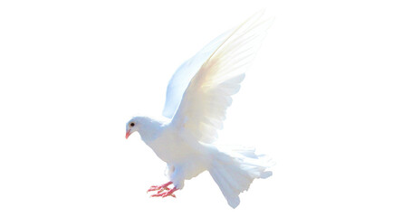 Fototapeta premium Isolated white dove, wings spread, red eyes, looking down in soft focus, symbol of peace