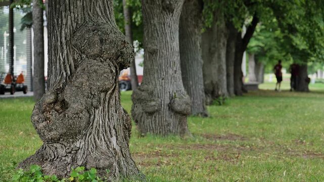 Old tree trunks with gnarled burls lining a green lawn in a public park