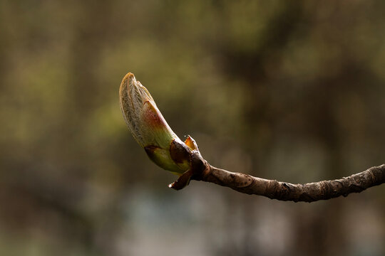 Closed bud of chestnut leaf on tree branch in early spring