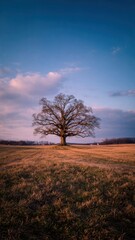 Obraz premium Bare Tree Standing Alone in a Golden Field at Sunset