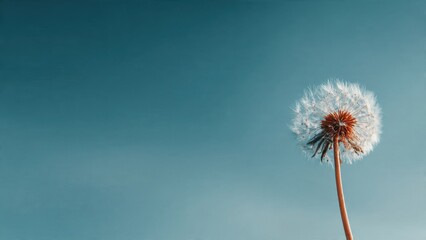 Obraz premium Dandelion Seed Head Against Clear Blue Sky