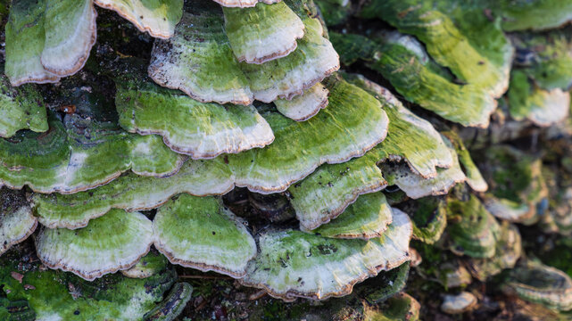 Closup detail shot of large cluster of lumpy bracket (Trametes gibbosa) shelf fungus growing on tree bark. Green and white polypore fungus