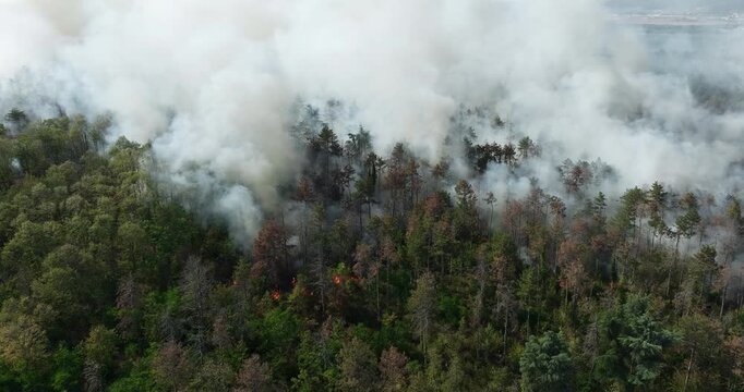 Drone perspective wildfire burning forest summer. Thick white smoke covering green woodland. Ecological catastrophe environmental damage climate change. Aerial view forest fire emergency disaster.