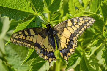 Fototapeta premium Colorful swallowtail butterfly rests on green leaves in sunlight. Papilio machaon butterfly in the wild