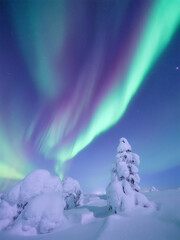 Night landscape of aurora borealis over a winter forest. Green northern lights glowing in the starry sky above snow-covered fir trees. Scandinavian winter nature with polar lights and stars.