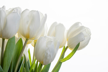 beautiful white fresh tulips in spring on a white background, beautiful white flowers tulips collected in a gift bouquet