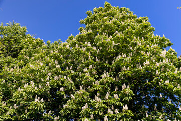 Fototapeta premium chestnut foliage with white beautiful flowers in the spring season in the park with deciduous trees, beautiful chestnut flowers and green foliage in the warm spring season