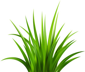 Obraz premium Realistic green grass. Bushes of fresh greens. Spring meadow. Summer lawn. Glade with plants. Nature landscape vector illustration.