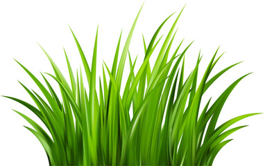Fototapeta premium Realistic green grass. Bushes of fresh greens. Spring meadow. Summer lawn. Glade with plants. Nature landscape vector illustration.