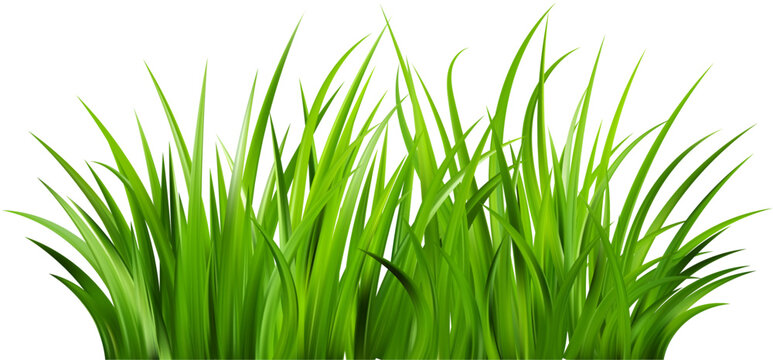 Realistic green grass. Bushes of fresh greens. Spring meadow. Summer lawn. Glade with plants. Nature landscape vector illustration.