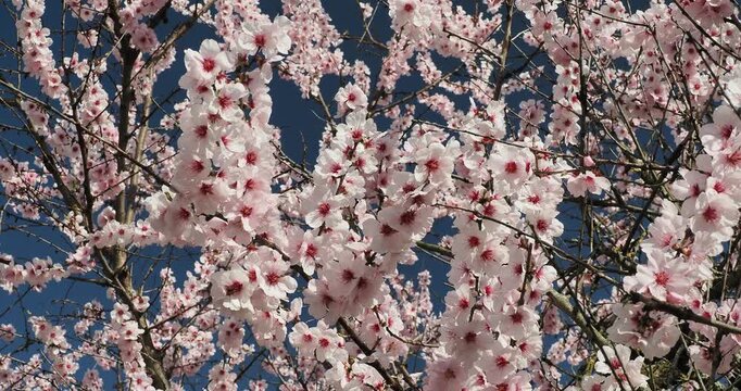 Almond tree (Prunus amygdalus),  fruit tree with spreading branches covered in clusters of pink and purple flowers, offering a spectacular display of colors
