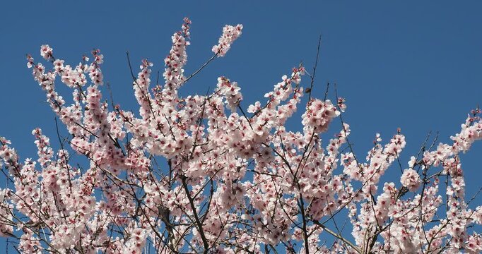 Almond tree (Prunus amygdalus) crown with slender, spreading branches adorned with magnificent clusters of pinkish-purple flowers swaying gracefully in the wind under a Mediterranean blue sky
