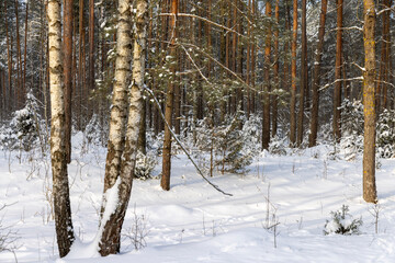 Fototapeta premium forest with tall snow-covered trees, nature after snowfalls in the winter season, birch trees in the forest in the winter cold season covered with white snow in cloudy weather