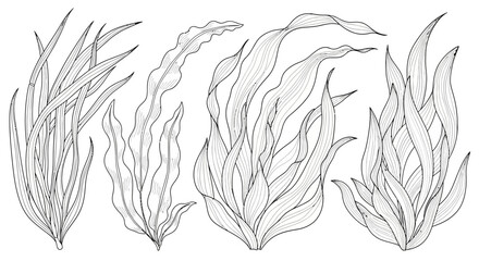 Naklejka premium Sketches of three seaweed fronds with flowing lines in grayscale study.