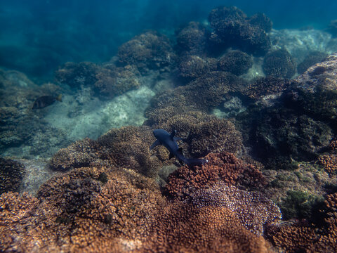 squalo nella barriera corallina
